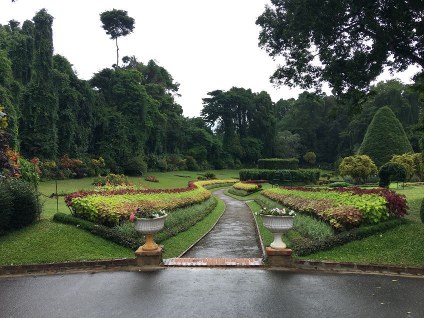 jardin botanique de Peradeniya  Kandy au Sri Lanka